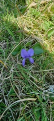Viola riviniana
