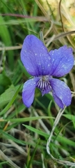 Viola riviniana