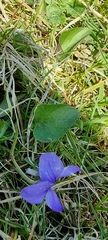 Viola riviniana
