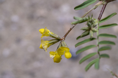 Hippocrepis multisiliquosa