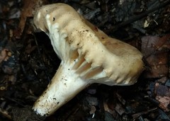 Lactarius subplinthogalus