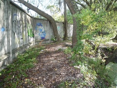 Epipactis helleborine