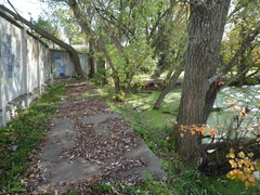 Epipactis helleborine