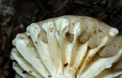 Lactarius subplinthogalus