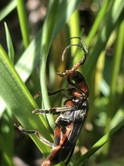 Cantharis rustica