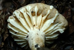 Lactarius subplinthogalus