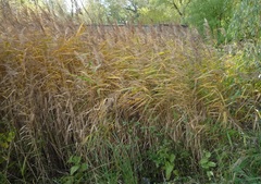 Phragmites australis altissimus