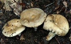 Lactarius subplinthogalus