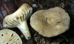 Lactarius subplinthogalus