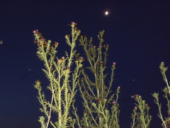 Anomala testaceipennis