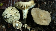 Lactarius subplinthogalus
