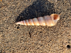 Turritella duplicata