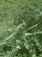 Ligustrum quihoui