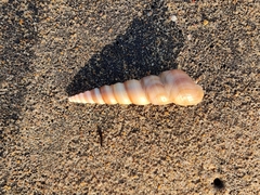 Turritella duplicata