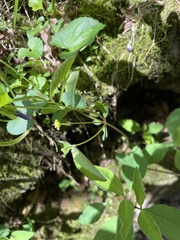 Euphorbia mercurialina