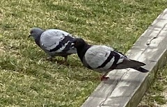 Columba livia domestica