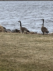 Branta canadensis