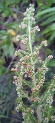 Erica leucopelta