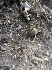 Turdus philomelos
