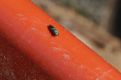 Chrysidoidea