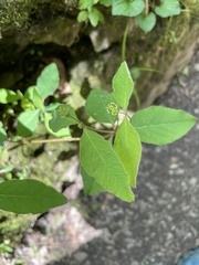 Euphorbia mercurialina