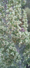 Erica leucopelta