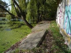 Epipactis helleborine