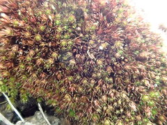 Gemmabryum vinosum