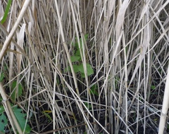 Epipactis helleborine