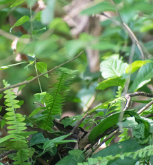 Funambulus sublineatus