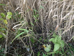 Epipactis helleborine