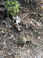Turdus philomelos