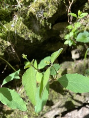 Euphorbia mercurialina
