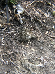Turdus philomelos