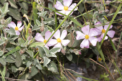 Cistus parviflorus