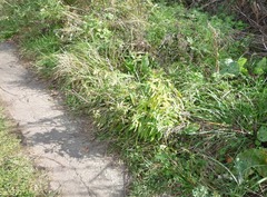 Symphyotrichum × versicolor