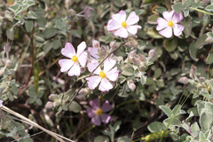 Cistus parviflorus