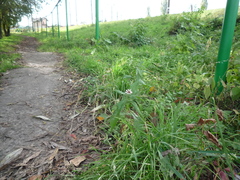 Symphyotrichum novi-belgii