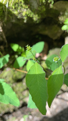 Euphorbia mercurialina