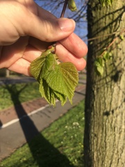 Tilia platyphyllos