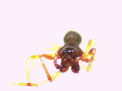 Micrargus herbigradus