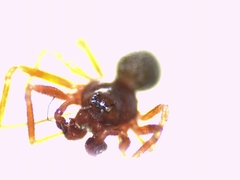 Micrargus herbigradus