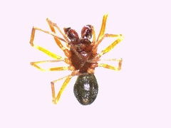 Micrargus herbigradus