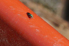 Chrysidoidea