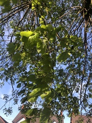 Tilia platyphyllos