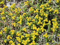 Euphorbia spinosa