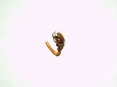 Micrargus herbigradus