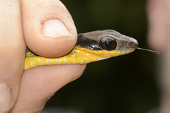 Dendrophidion clarkii