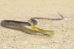 Dendrophidion clarkii