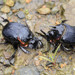 Sulcophanaeus - Photo (c) TOUROULT Julien, some rights reserved (CC BY), uploaded by TOUROULT Julien